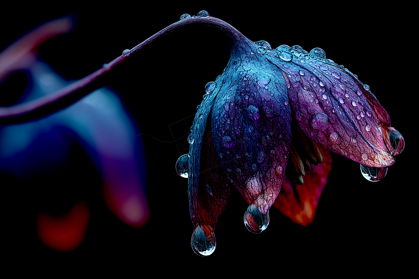 Tuṣāra Vārṇa – The Symphony of Dew Drops Tuṣāra Vārṇa – The Symphony of Dew Drops
